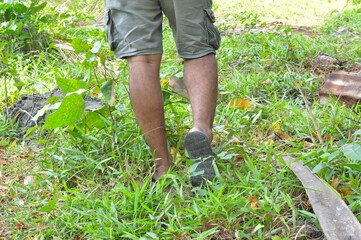 Fototapeta premium Male feet wearing sandals walking through high green grass