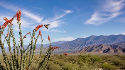 Fototapeta premium Hummingbird hovering to feed on blooming ocotillo cactus in desert. Small bird in flight with mountain background during migration