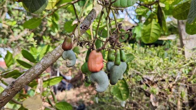 Closeup of growing cashew nuts developing on tropical tree branch under sunlight
