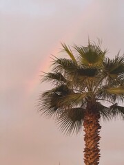 palm tree at sunset © Reem