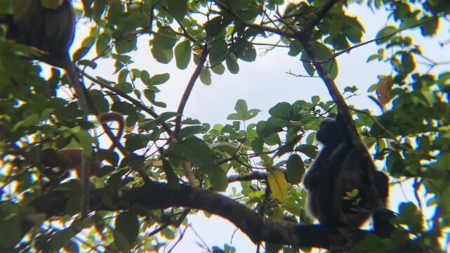 langurs orange baby red leaf monkey on trees jumps on branch borneo island