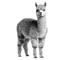 Fototapeta premium Fluffy alpaca standing against white background - transparent background png stipple dotted halftone monochrome dots