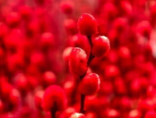 Close-up of red pussy willow branch with shallow depth of field against a vivid blurred background. © Robert
