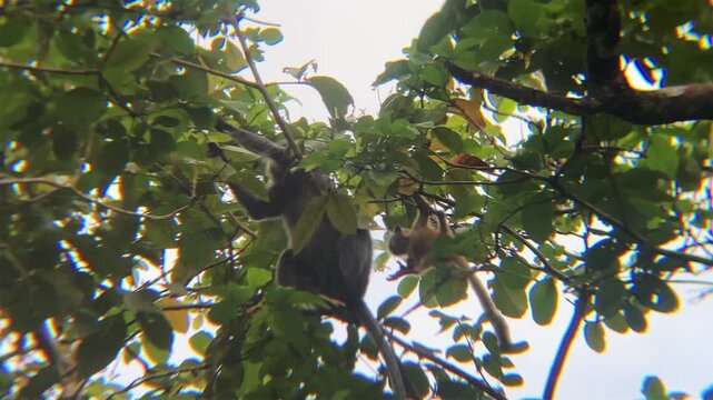 langurs orange baby red leaf monkey on trees jumps on branch borneo island