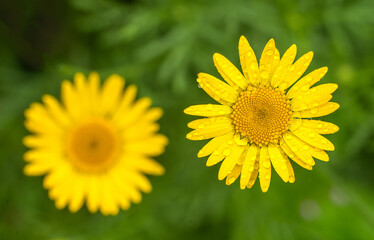 Yellow daisy flowers covered with water droplets stand out against the background of green foliage. Background with yellow flowers for greetings or postcards. © Svetliy