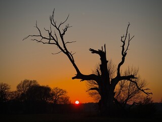 Dąb "Orzeł".  © fotozen