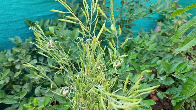 Closeup of mustard seed pods maturing on dried stems amidst vibrant green leaves