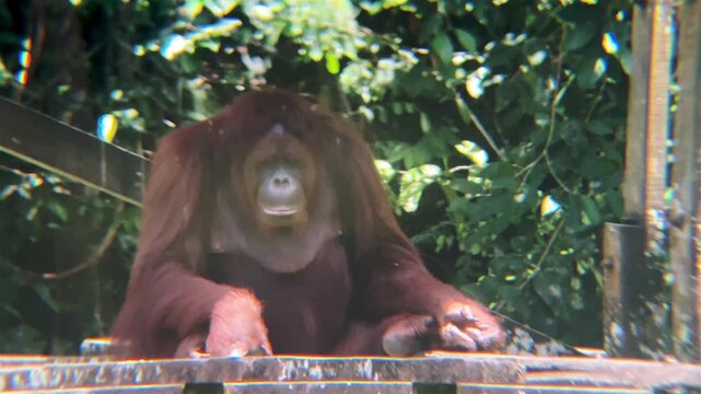 female adult orangutan is crawling on stage national park borneo Malaysia