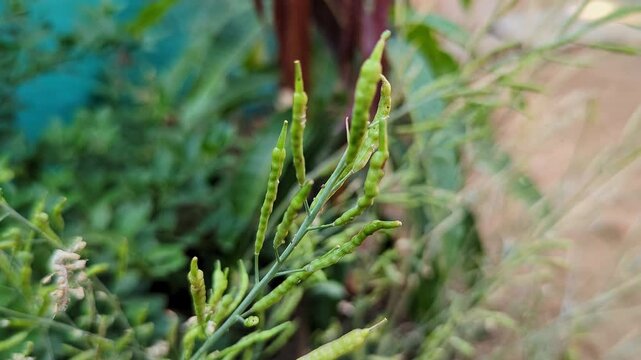 Wide view of mustard seed pods maturing on dried stems amidst vibrant green leaves