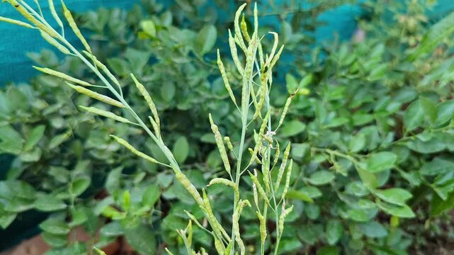 Macro view of mustard seed pods maturing on dried stems amidst vibrant green leaves