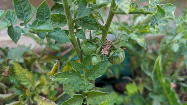 Closeup of green cherry tomatoes developing on healthy garden vine with lush foliage