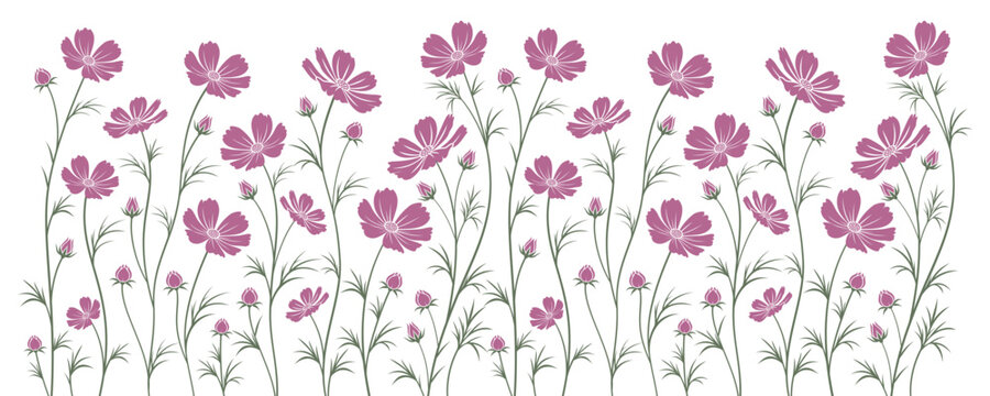 Cosmos flower border with mauve pink blossoms, delicate green stems and feathery foliage, elegant botanical garden decoration, natural spring floral arrangement, vector illustration