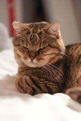 Brown tabby cat resting on white bedding © Андрей Дученко