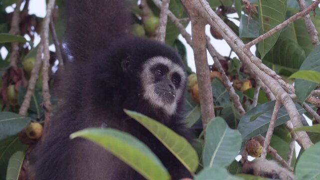 White-handed gibbon or Lar gibbon (Hylobates lar) black morph hanging on tree branch and eating wild fruits in rainforest