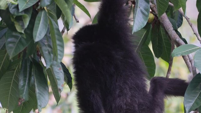 White-handed gibbon or Lar gibbon (Hylobates lar) black morph hanging on tree branch and eating wild fruits in rainforest