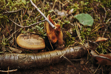 krowiak podwinięty, paxillus involutus (batsch) fr. © Marcin Łazarczyk