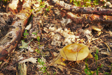krowiak podwinięty, paxillus involutus (batsch) fr. © Marcin Łazarczyk