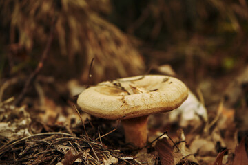 krowiak podwinięty, paxillus involutus (batsch) fr. © Marcin Łazarczyk