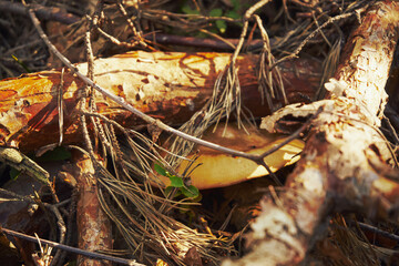 krowiak podwinięty, paxillus involutus (batsch) fr. © Marcin Łazarczyk