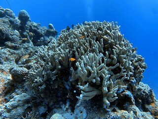 coral reef © leo