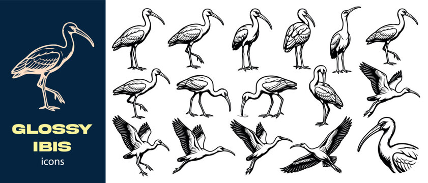 Ibis bird icons set for wildlife illustration and branding designs