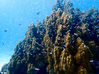 coral reef with fish © leo