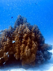 coral reef in the sea © leo