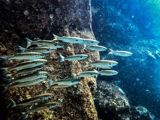 fish in the water © leo