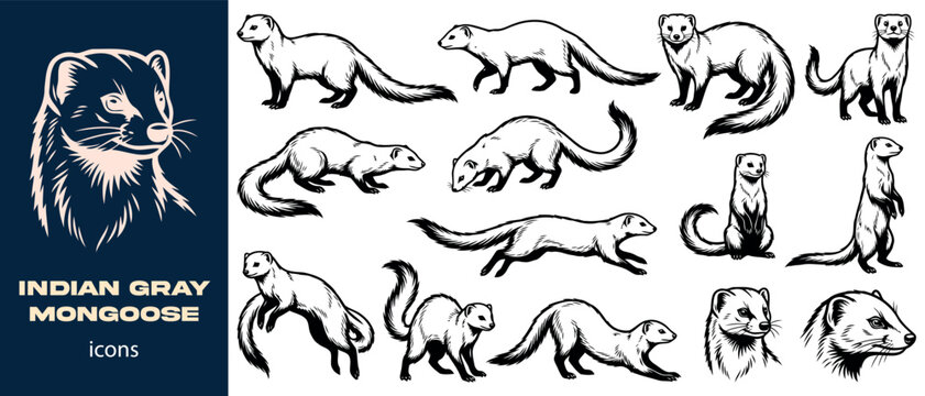 Indian gray mongoose icons set for wildlife illustration and branding