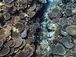 coral reef in the sea © leo