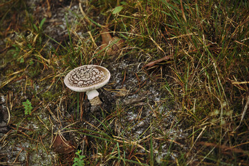 Muchomor plamisty, Amanita pantherina (DC.) Krombh © Marcin Łazarczyk