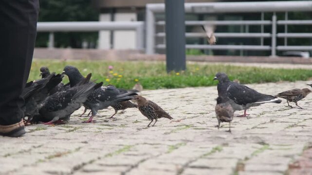 Flock of pigeons and starlings eating millet in urban park eating bread, slow motion