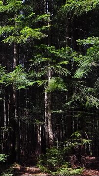 Vertical 4k static video of a dense coniferous forest, bird sounds