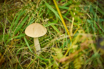Koźlarz torfowiskowy (Leccinum holopus (Rostk.) Watling © Marcin Łazarczyk