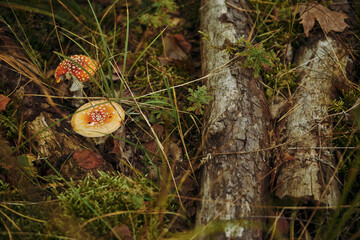 Muchomor czerwony ,Amanita muscaria (L.) Lam. © Marcin Łazarczyk