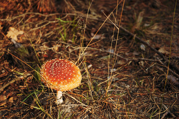 Muchomor czerwony ,Amanita muscaria (L.) Lam. © Marcin Łazarczyk