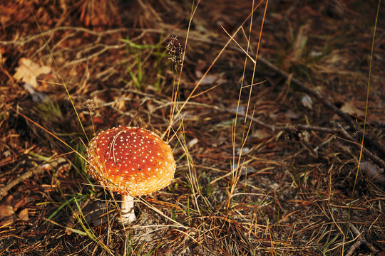 Muchomor czerwony ,Amanita muscaria (L.) Lam.
