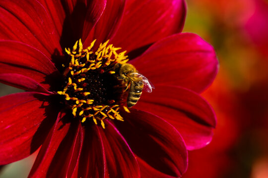 Bee Collecting Pollen on a Vibrant Red Dahlia
