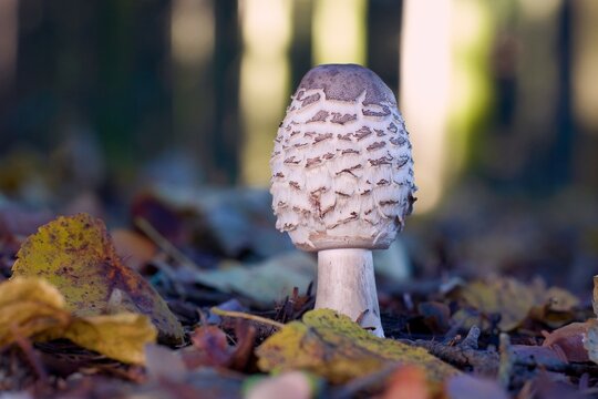 Large parasol mushroom macrolepiota procera young cap blooming in forest foliage close-up. Unopened parasol mushroom on ground with autumn leaves macro.