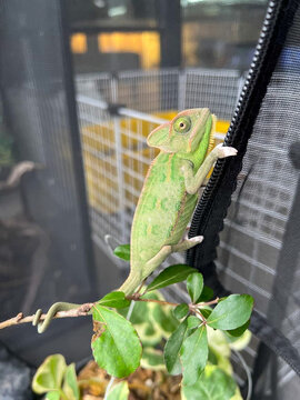 Hooded Chameleon on a tree branch, Chamaeleo calyptratus, often referred to as the hooded chameleon.
