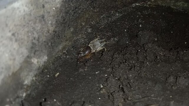 A mole cricket (Gryllotalpidae) is burrowing into the ground.