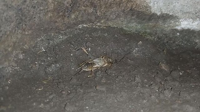 A mole cricket (Gryllotalpidae) is burrowing into the ground.