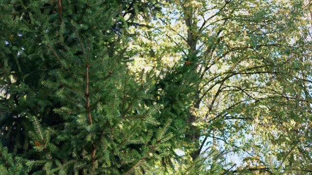 Green spruce branches with needles in front of yellowing deciduous trees in an autumn park.