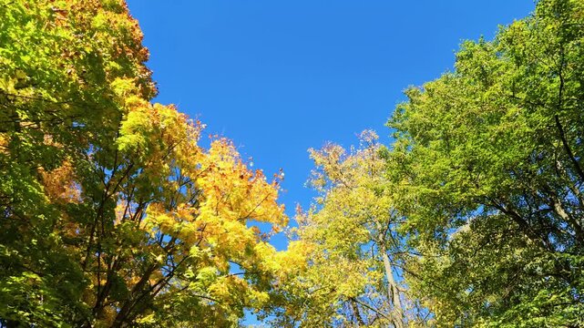 Yellow and green maple tree crowns against a clear blue sky in sunny autumn weather.