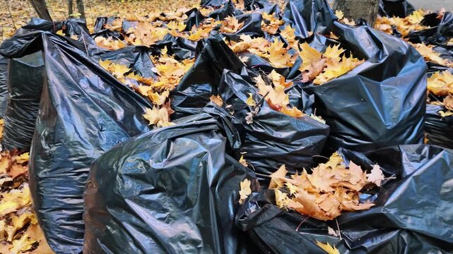 Black plastic bags filled with yellow maple leaves piled on the ground in a park.