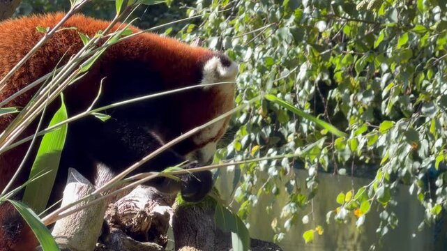 red panda in the bamboo forest