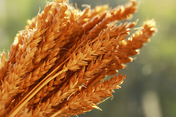 Fototapeta premium Golden Wheat Ears in Sunlight: Harvest Season and Agricultural Abundance