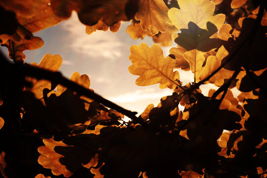 Beautiful Nature Autumn landscape. Scenery view on autumn city park with golden yellow foliage in Sunny day. Walking path in the city Park strewn with autumn fallen leaves.