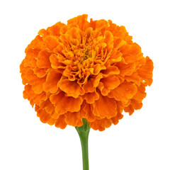 Fototapeta premium Vibrant orange marigold flower head isolated on a clean white background for floral design