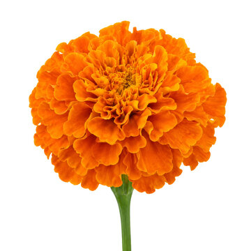 Vibrant orange marigold flower head isolated on a clean white background for floral design